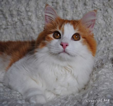 Odin von Gremmenbygd