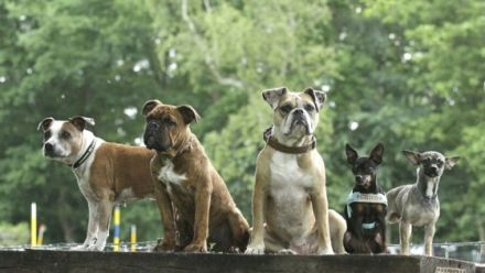 kleinstadtrevier Mensch-Hund-Coaching