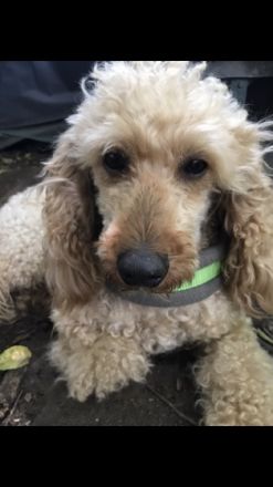 Kleinpudel - apricot