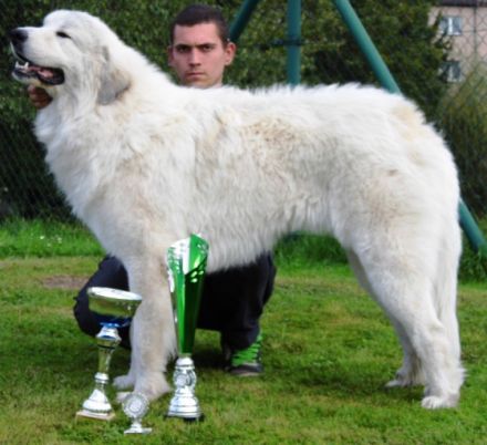 JCH.JCH.Imro II Farma Štěkot,HD 0/0,PL 0/0,OCD 0/0