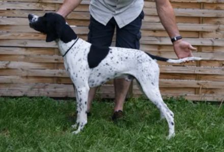 Virágvölgyi-Vadász