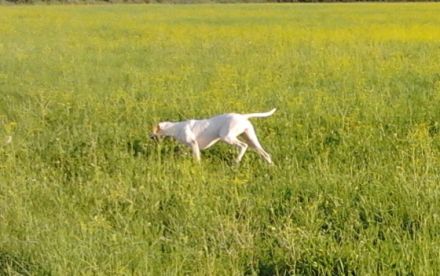 Virágvölgyi-Vadász