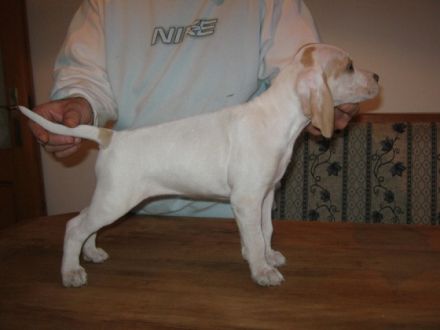 Virágvölgyi-Vadász