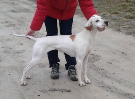 Virágvölgyi-Vadász