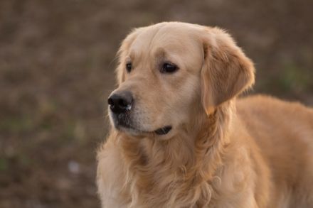 Giaccomo v. Rheydter Schloss Schatten
