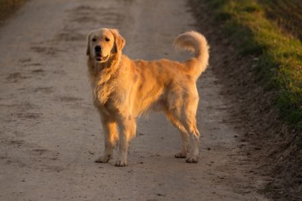 Giaccomo v. Rheydter Schloss Schatten