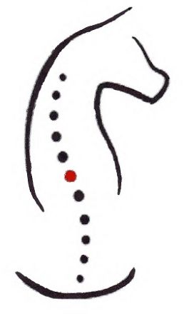 Osteopathische Tierheilpraxis Augsburg