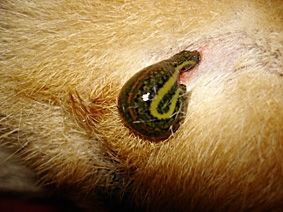 Osteopathische Tierheilpraxis Augsburg