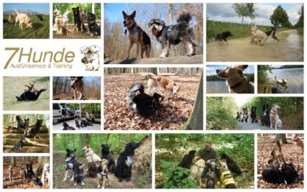 7Hunde - Ausführservice & Training