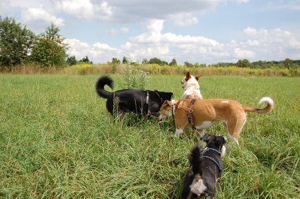 7Hunde - Ausführservice & Training