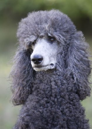 Stillwell Pleasure Cake