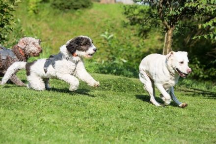 Gästehaus Hundelbach, Ferienwohnungen