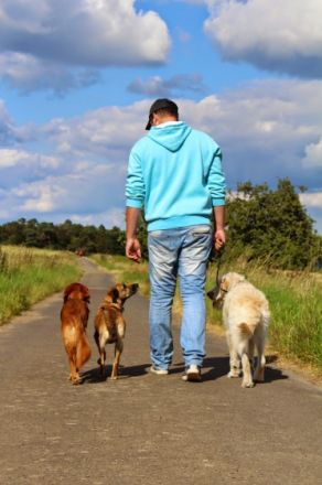 Mobile Hundeschule Jung