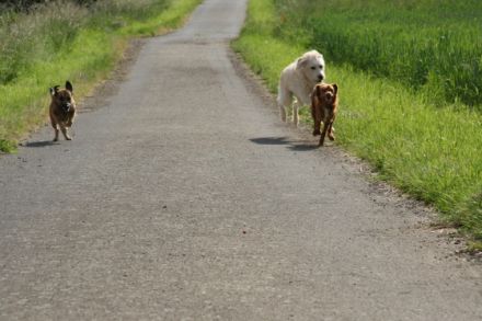 Mobile Hundeschule Jung