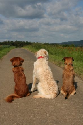 Mobile Hundeschule Jung