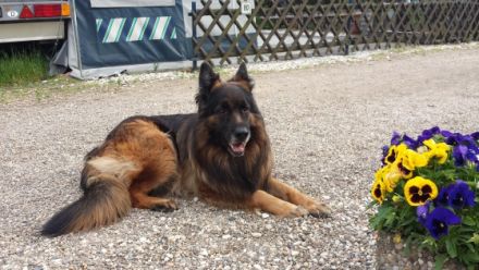 Fanto de Turia Drimas ( Rufname Anouk ) Altdeutscher