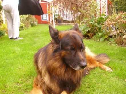 Fanto de Turia Drimas ( Rufname Anouk ) Altdeutscher