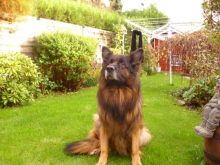 Fanto de Turia Drimas ( Rufname Anouk ) Altdeutscher