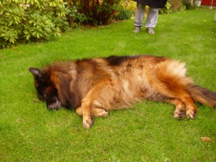 Fanto de Turia Drimas ( Rufname Anouk ) Altdeutscher