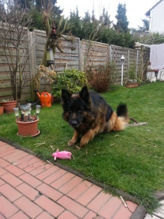 Fanto de Turia Drimas ( Rufname Anouk ) Altdeutscher