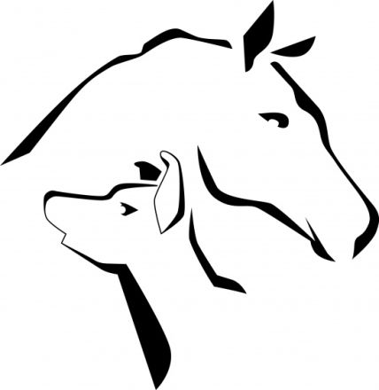 mobile Tierphysiotherapie und -akupunktur