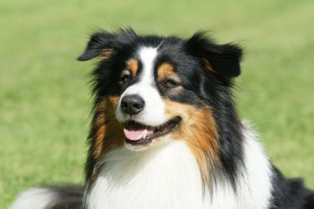 Bernauer Hundeschule