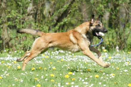 Bernauer Hundeschule