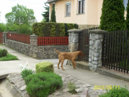 Jakabhegyi-Vadasz Frakk