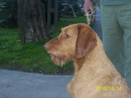 Jakabhegyi-Vadasz Frakk