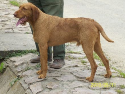 Jakabhegyi-Vadasz Frakk