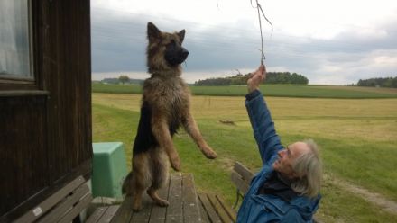 Xaver (Rex) vom Falltor