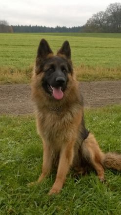 Xaver (Rex) vom Falltor