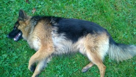 Xaver (Rex) vom Falltor