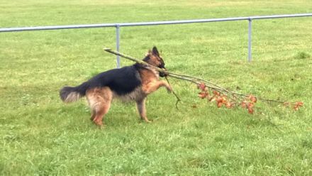 Xaver (Rex) vom Falltor