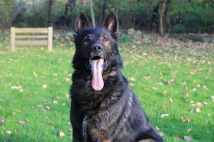 Graf vom Dorneburger Bach