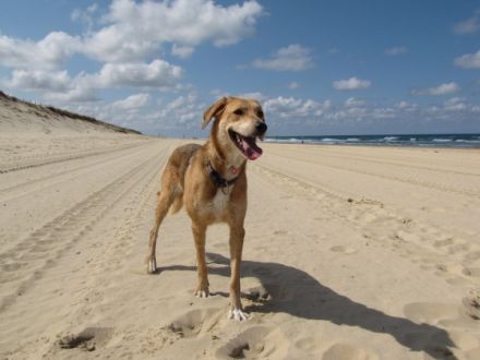 Mobile Hundeschule Bergstrasse
