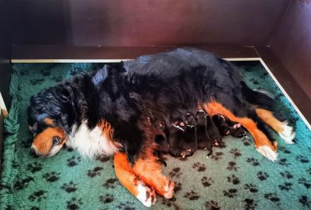 Von den Brüner Höhen