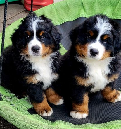 Von den Brüner Höhen