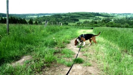 Tierpension Sammys Lodge - Liebevolle Betreuung