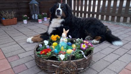 Chicco von den Zusamauen