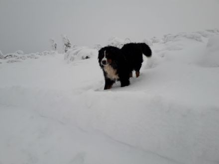 Chicco von den Zusamauen