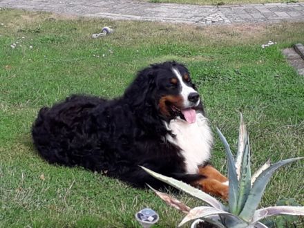 Chicco von den Zusamauen