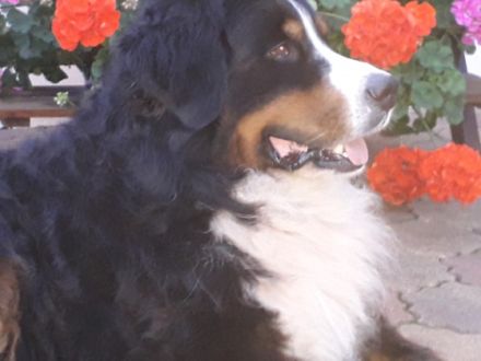 Chicco von den Zusamauen