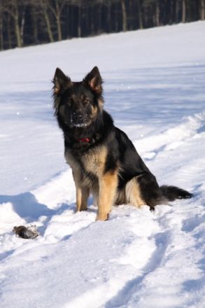 Reichenfelser Burgrudel