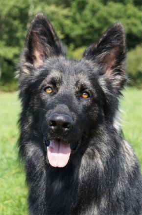 Reichenfelser Burgrudel