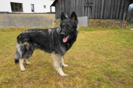 Reichenfelser Burgrudel