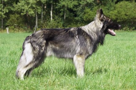 Reichenfelser Burgrudel