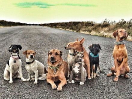 hundeschule-instinkt