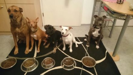 hundeschule-instinkt