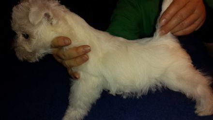 von den weißen Pfiffikussen